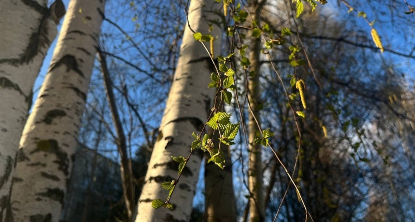 Прогрустишь 5 марта — весь год в печали проведешь: народные и погодные приметы на Тимофея Весновея