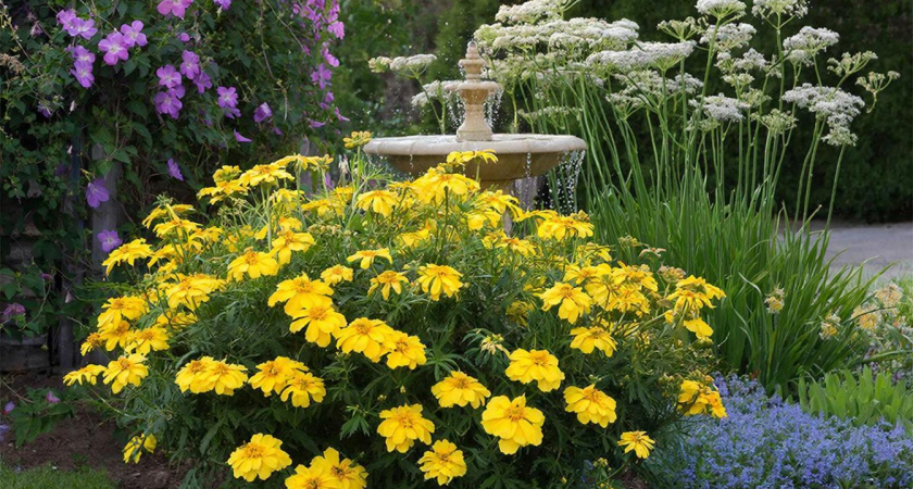 Самые неприхотливые цветы, которые украсят любой сад - цветут пышным облаком до ноября
