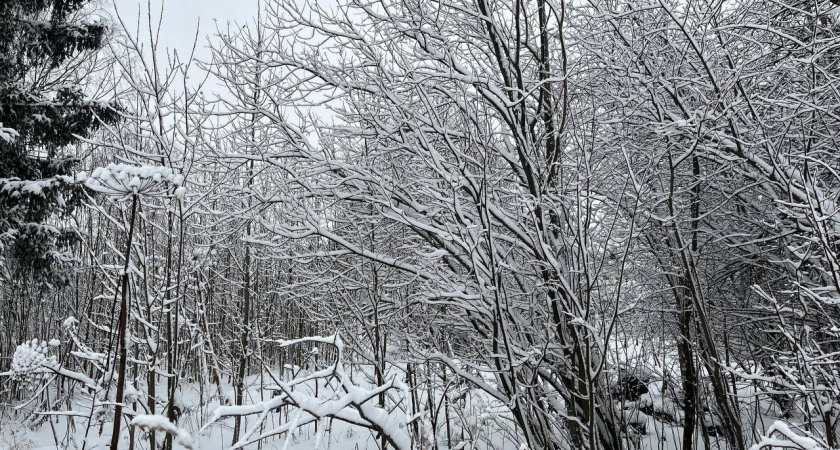 Тревожная находка в удмуртской тайге: как разлив топлива ставит под удар экологию леса