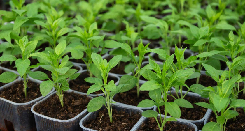 Этот простой рецепт подкормки спасёт ваш будущий урожай и удвоит его без затрат