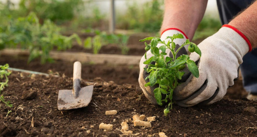 Дачники, 5 хитростей с рассадой томатов: плоды собираю тазами до глубокой осени