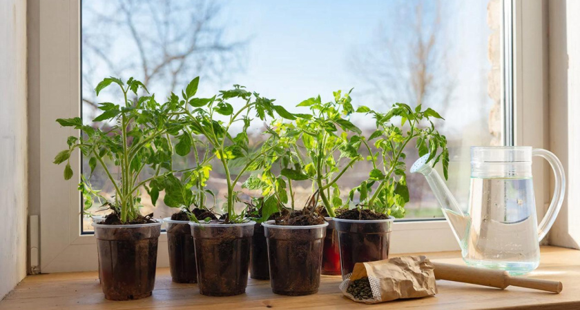 Рассада без танцев с бубном: как я убрала всю лишнюю работу - лайфхак для ленивых