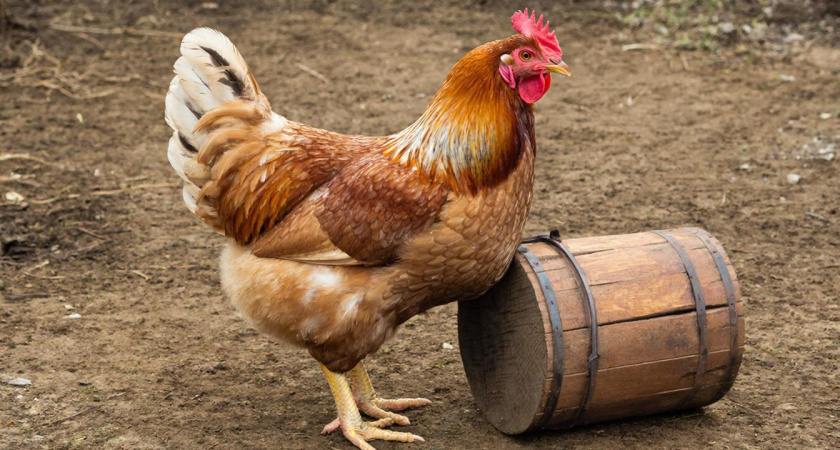 При хрипах курам – срочно: разводим 1:1 с водой – от счастья заголосят как Басков, выздоровление после 1 процедуры
