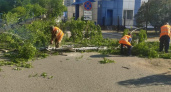 На улице Луначарского в Глазове упало дерево на проезжую часть дороги