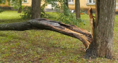 Из-за ураганного ветра в Глазове повалило деревья