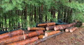 Житель Удмуртии задержан за незаконную вырубку деревьев