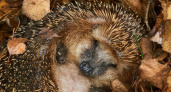 Ежи в зоопарке Удмуртии ушли в спячку