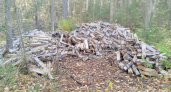 Дрова из березы незаконно нарубил для себя житель Удмуртии