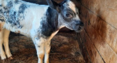 В Дебёсском районе появился первый теленок бело-голубой бельгийской породы по кличке "Мадонна"