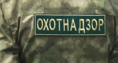 Тушу погибшего в ДТП лося пытались украсть жители из Удмуртии