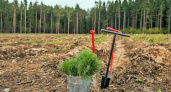 Более 22 млн сеянцев подготовили в Удмуртии к лесокультурному сезону 2025 года