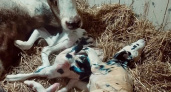 В Удмуртии корова родила двойню