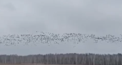 Огромную стаю диких гусей заметили над полями Увинского района