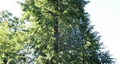 Липа из Удмуртии может стать деревом года