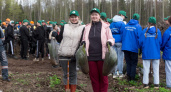 В Завьяловском районе заложили новый лес из 24 тысячи молодых елей