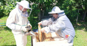 До осени в Удмуртии должны пересчитать всех пчел