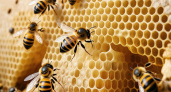 Пчел поставят на учет в Глазовском районе