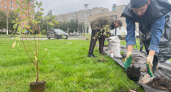 Восемь кедров высадят в Глазове около нового Центра культурного развития «Крылья»