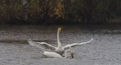 В Глазовском районе запечатлели лебедей