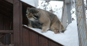 Животные зоопарка в Удмуртии пока не почувствовали наступление весны