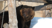 В зоопарке Удмуртии из спячки вышел бурый медведь Гоша
