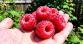 Малина размером с теннисный мяч: один трюк в марте, который заставит кусты ломиться от ягод