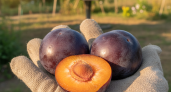 Не слива и не абрикос: новый фаворит для средней полосы — слаще конфет и даёт до 50 кг плодов