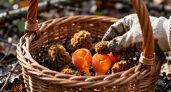 «Грибной бум» 2026: в российских лесах появились вкусные грибы — где их можно найти
