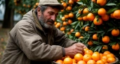 «Пусть лучше сгниют на ветке, но в Россию не продам»: хозяин мандариновой плантации в Абхазии сказал, по какой причине он против