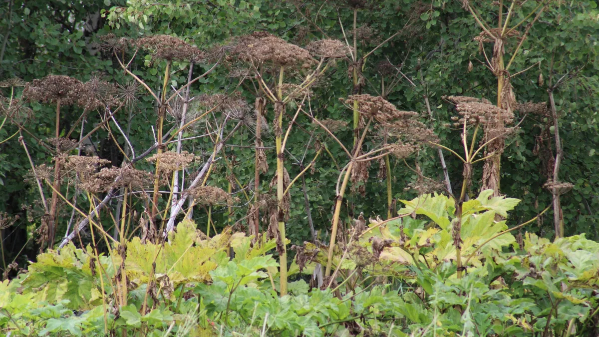 Штраф за сорняки в Удмуртии до 700 тысяч: новые правила 2026