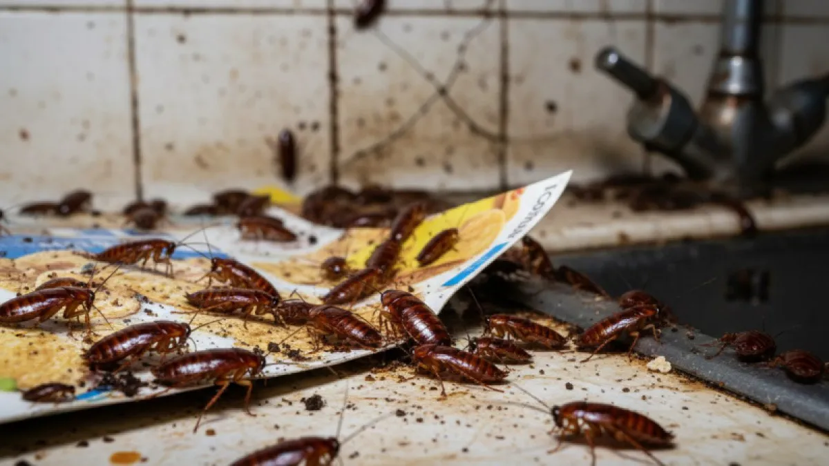 Два пшика, которые стирают тараканов с карты вашей квартиры: работает без химии