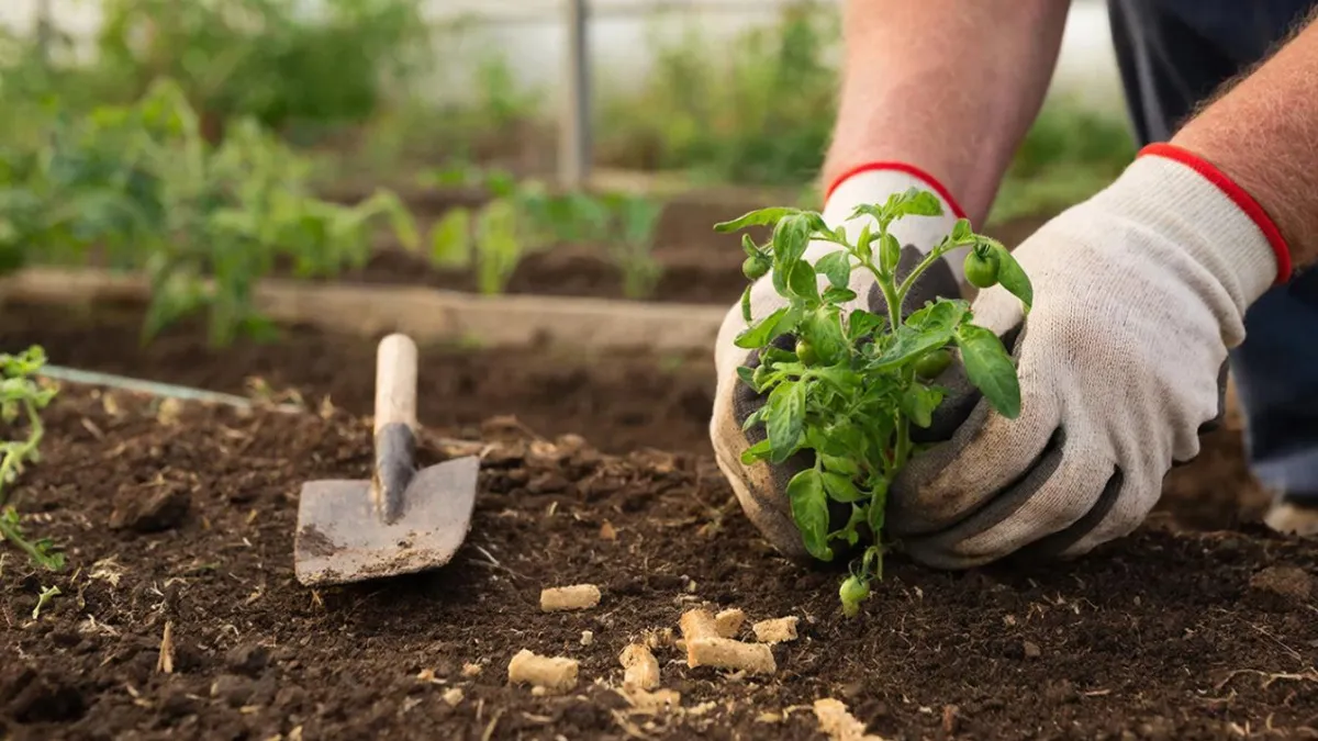 Дачники, 5 хитростей с рассадой томатов: плоды собираю тазами до глубокой осени