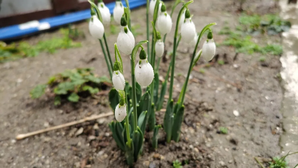 Не верьте календарю: весна и лето в 2026 году начнутся не по расписанию