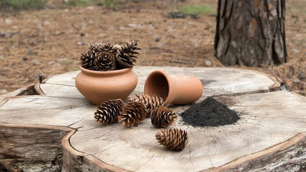 Зачем опытные дачники весной мешками тащат шишки из леса: недооцененный материал