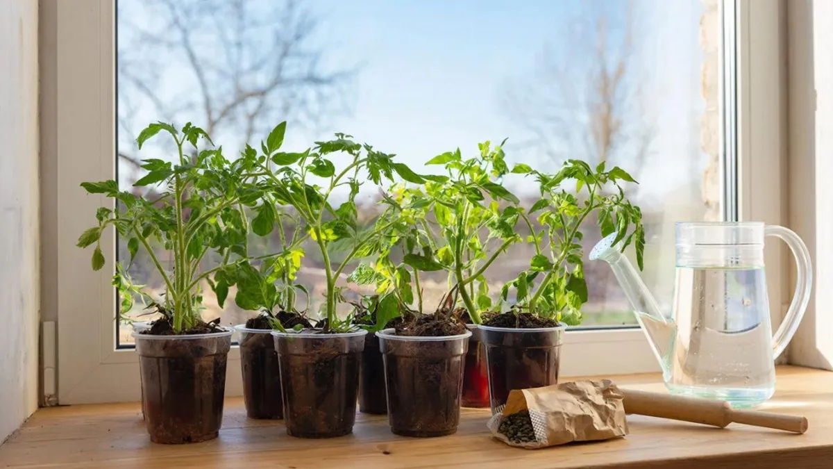 Рассада без танцев с бубном: как я убрала всю лишнюю работу - лайфхак для ленивых