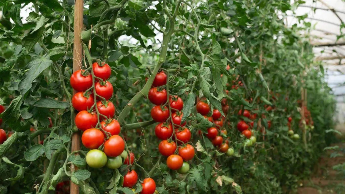 Нашла идеальный томат - собираю по 7 кг с куста: сорт, который не подводит даже в дождливое лето