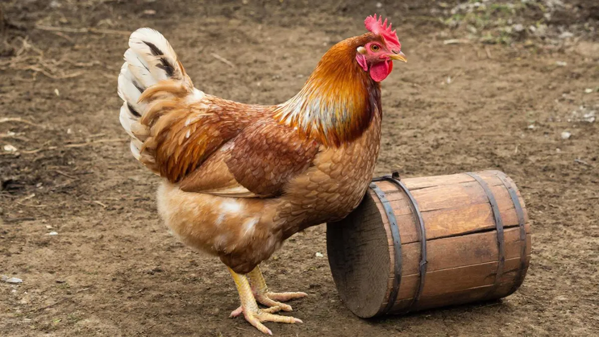 При хрипах курам – срочно: разводим 1:1 с водой – от счастья заголосят как Басков, выздоровление после 1 процедуры