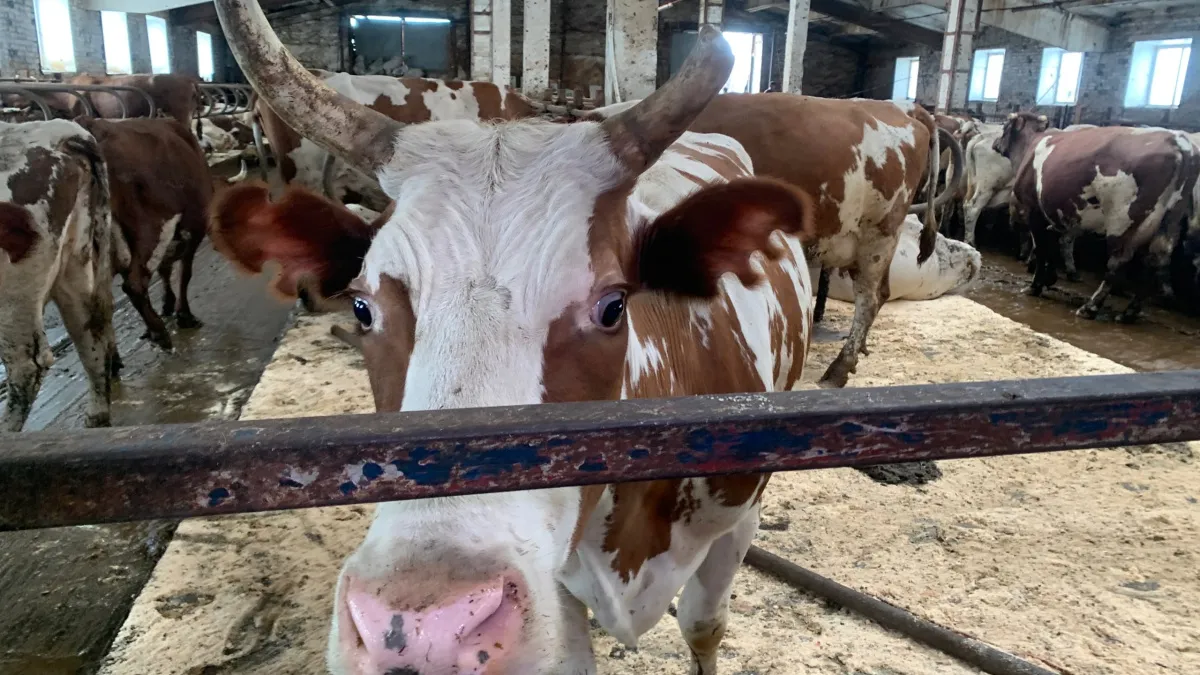 Производство сельхозпродукции в Удмуртии выросло на 5%