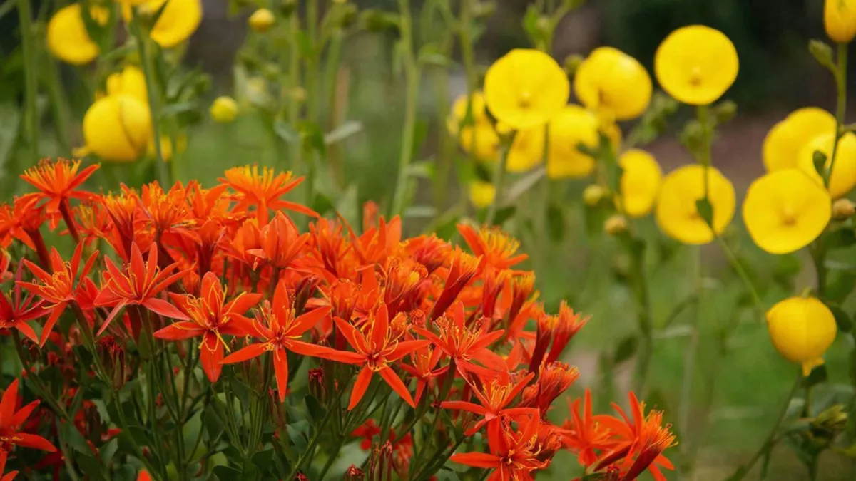 Роскошный многолетник для сада — цветет с весны и до поздней осени: прост и неприхотлив