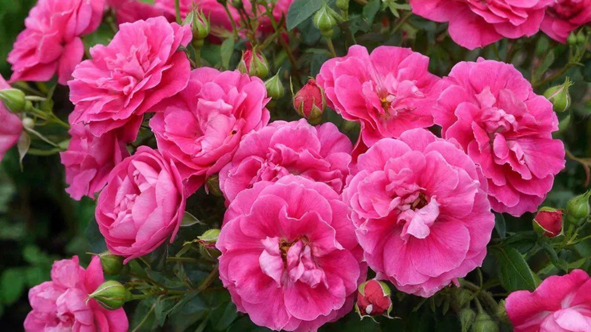 Годеция — уникальнейшее растение: как из маленького семечка вырастить пышный куст усыпанный бутонами