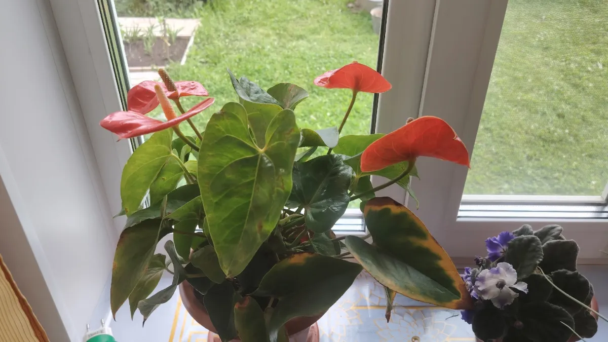 Забудьте о жёлтых листьях. Американский метод вернет здоровье любым комнатным растениям