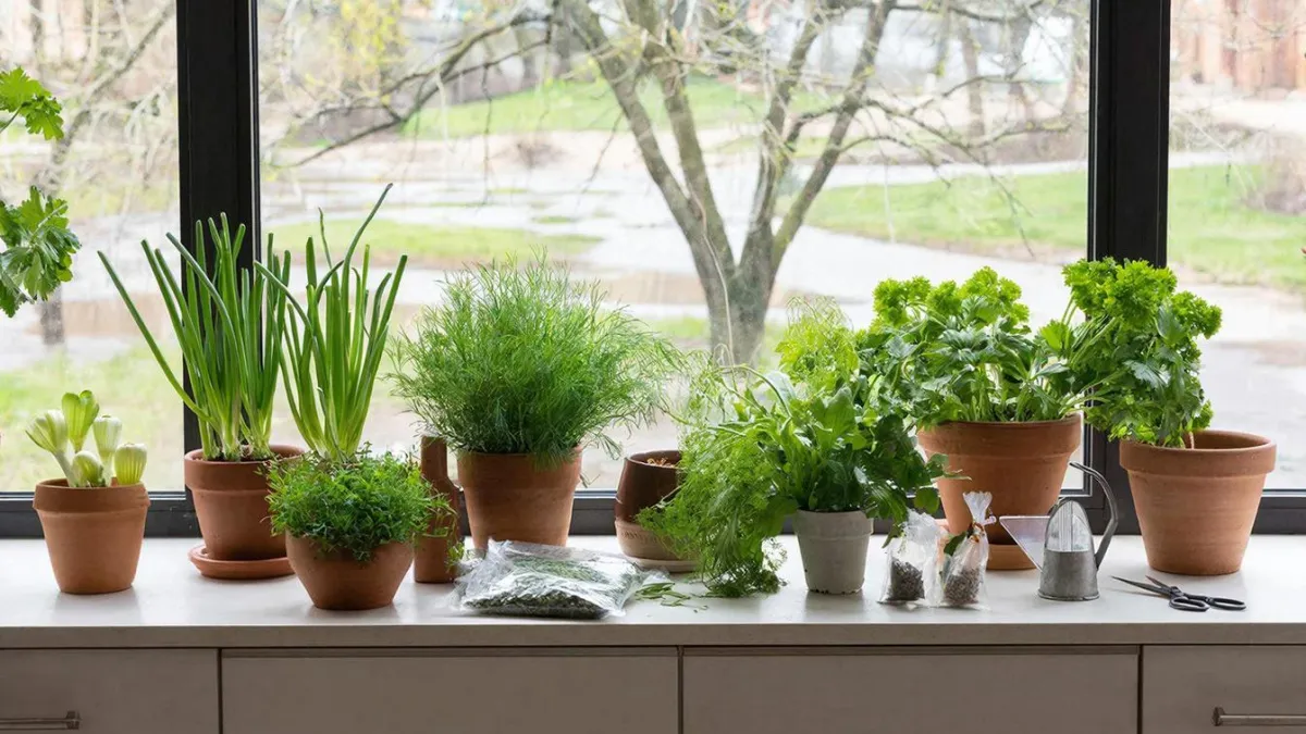 Магазинная зелень в прошлом: у меня она просто растет в стаканах, свежий пучок каждый день — секрет мини-огорода