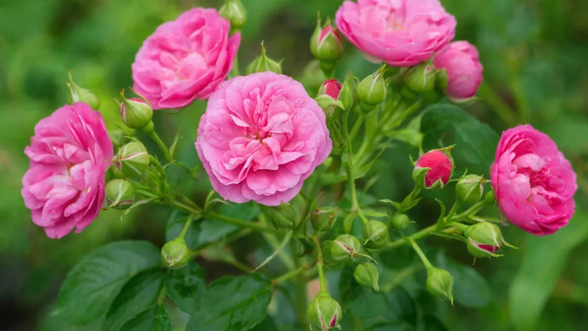 Не пропустите весну: 3 важные подкормки для роз — быстрее просыпаются и цветут роскошными шапками