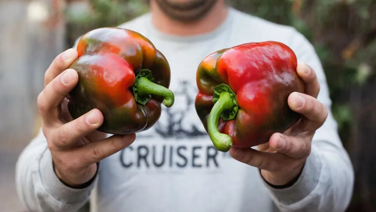 5 лет вместе: нашла идеальный сорт перца, который не устаю хвалить — сладкий, сочный, неприхотливый