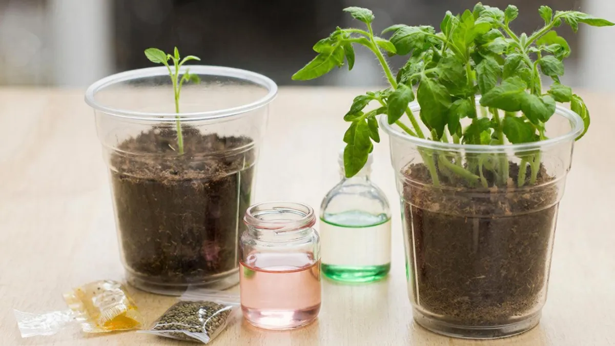 Беру пузырек из аптечки и замачиваю семена томатов на 3 минуты — всходят быстрее и дружнее