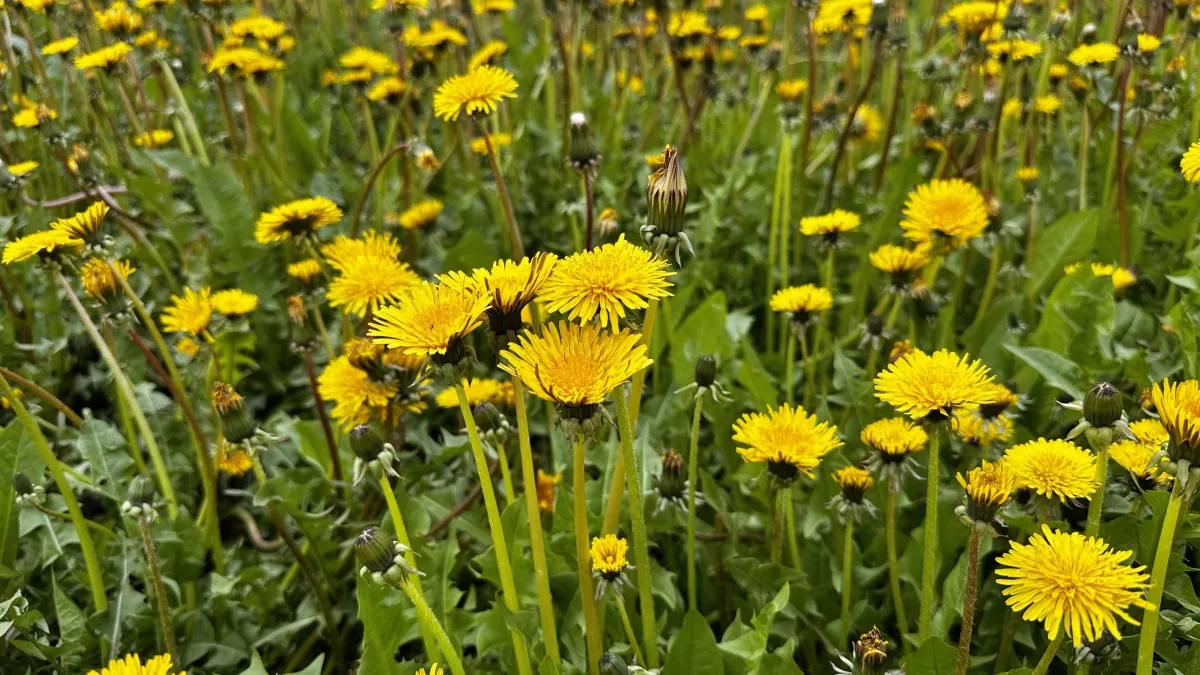 15 марта в Удмуртии ожидается облачность и небольшое потепление