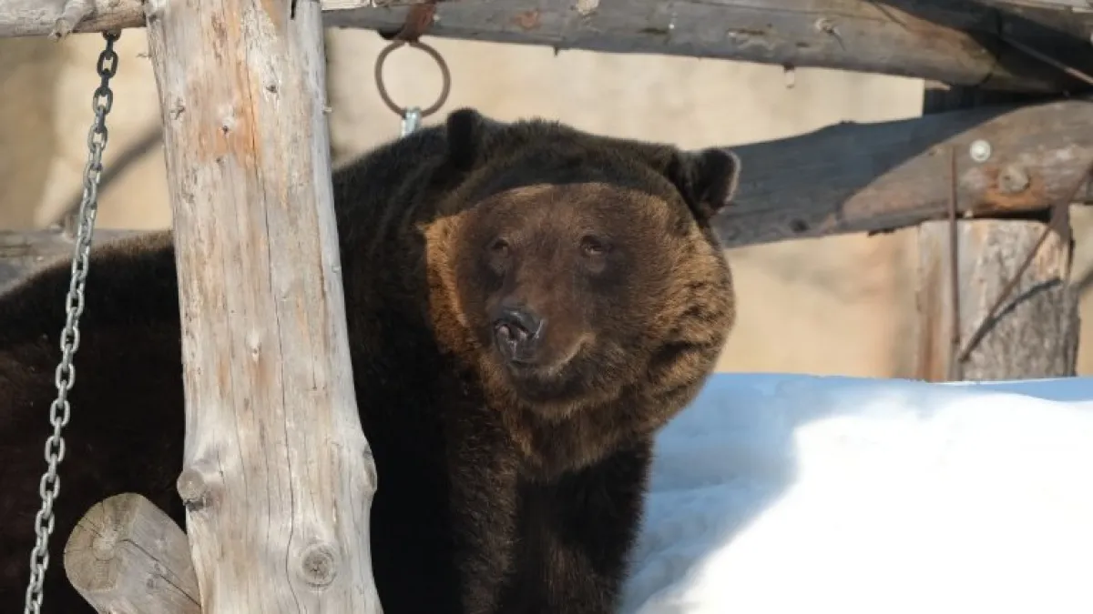 В зоопарке Удмуртии из спячки вышел бурый медведь Гоша
