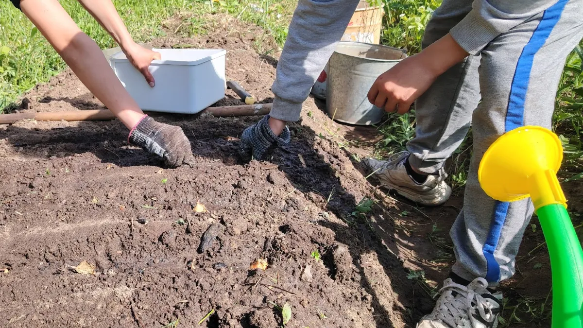 Навоз, зола или магазинные удобрения: чем весной подкормить землю