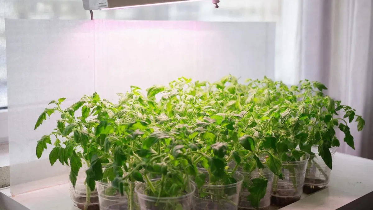 Делаю второе "солнышко" для огурцов каждый год: урожай собираю просто "бомбовый"