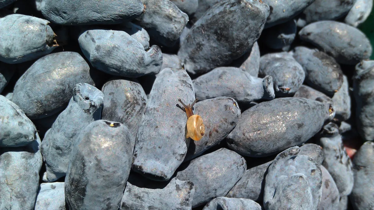 Обязательно в марте: всего 1 подкормка жимолости после схода снега и будете собирать урожай ведрами